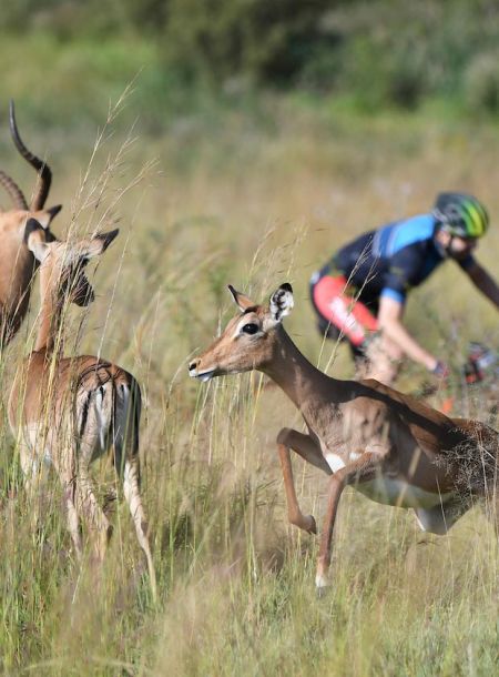Wild life viewing during Trans Augrabies Stage Race in the Northern Cape